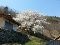 용천사