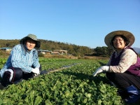 곰보배추용운농장