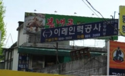 이레인력