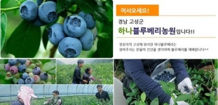하나블루베리농원