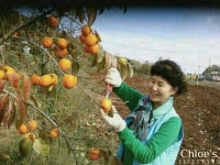 조씨네감농장