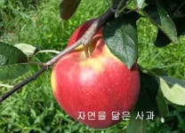 예사랑농원