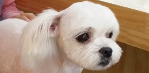박여진애견미용실