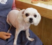박여진애견미용실