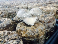 순님이표고농장