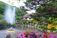 자작나무이야기