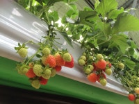 성연딸기체험농장