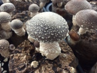 순님이표고농장