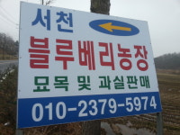 서천 블루베리 농장