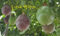 송가네농장