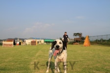 K9 Key애견학교
