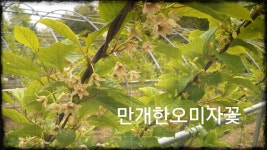 장수오미자 송아리농장