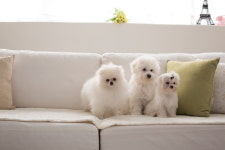 멍냥이그루밍샵