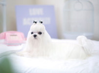 멍냥이그루밍샵