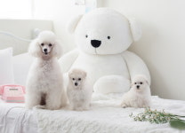 멍냥이그루밍샵