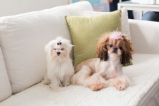 멍냥이그루밍샵