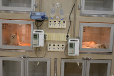 보드미동물병원