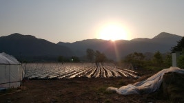 미슬토산야초춘천농장