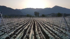 미슬토산야초춘천농장