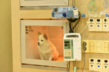 보드미동물병원