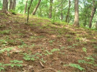 팔공백화산양산삼