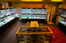 강아지분양 펫앤펫 인천본점