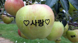 정선임계백령사과농원