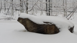 정선임계백령사과농원