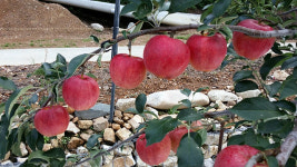 정선임계백령사과농원