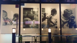 코아루똥강아지