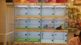 코아루똥강아지