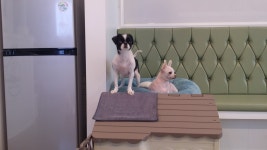 코아루똥강아지