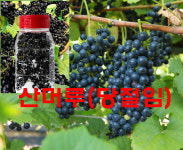 축복의땅 에덴동산