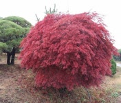 자연농원 묘목단지