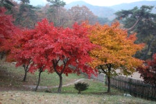 갑사