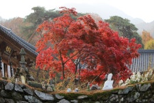 갑사