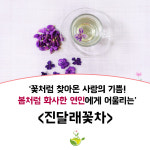 한국꽃차문화아카데미