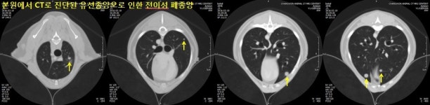 창원동물CTMRI센터