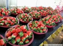 한씨네딸기농장