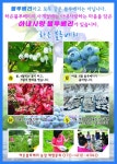 하은블루베리농장