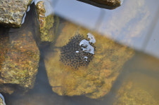 하림귀뚜라미개구리농장