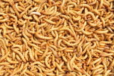 하림귀뚜라미개구리농장