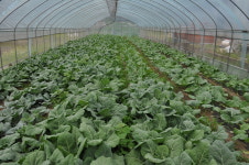 하림귀뚜라미개구리농장