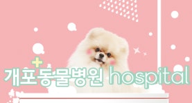 개포동물병원