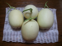 수신메론 늘푸른농장