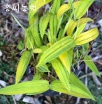 홍씨농원