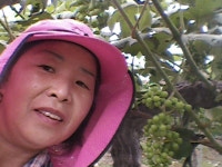 싱싱사과농원