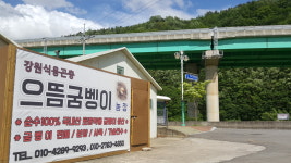 강원식용곤충 으뜸굼벵이