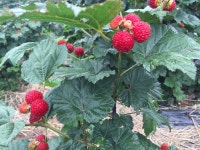 자연애영농조합법인