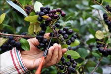 농업회사법인 황가네농장